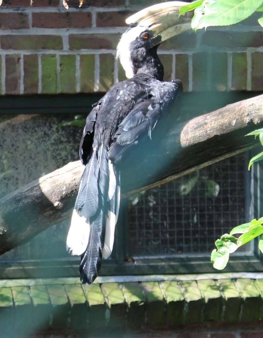 Malayan black hornbill