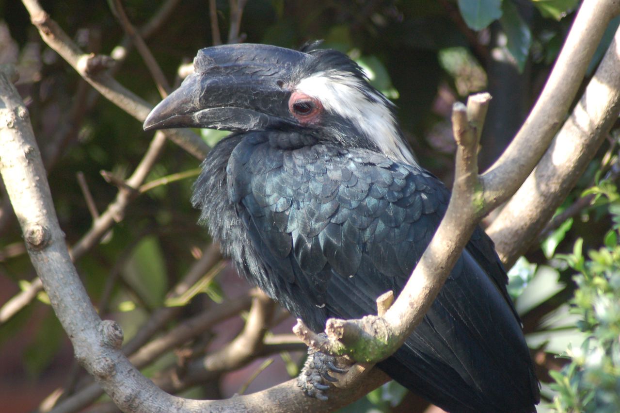 Malayan Black hornbill