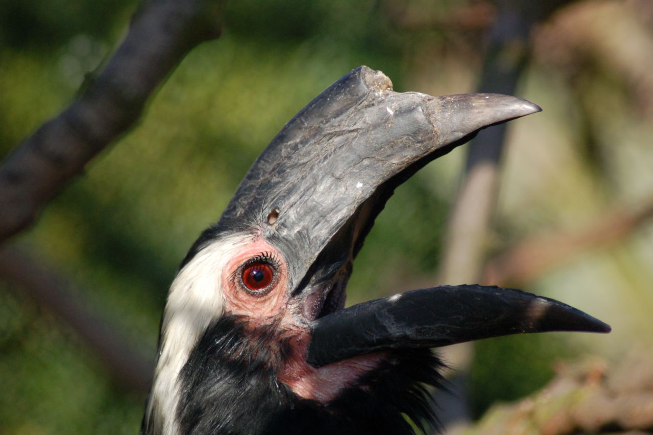 Malayan Black hornbill