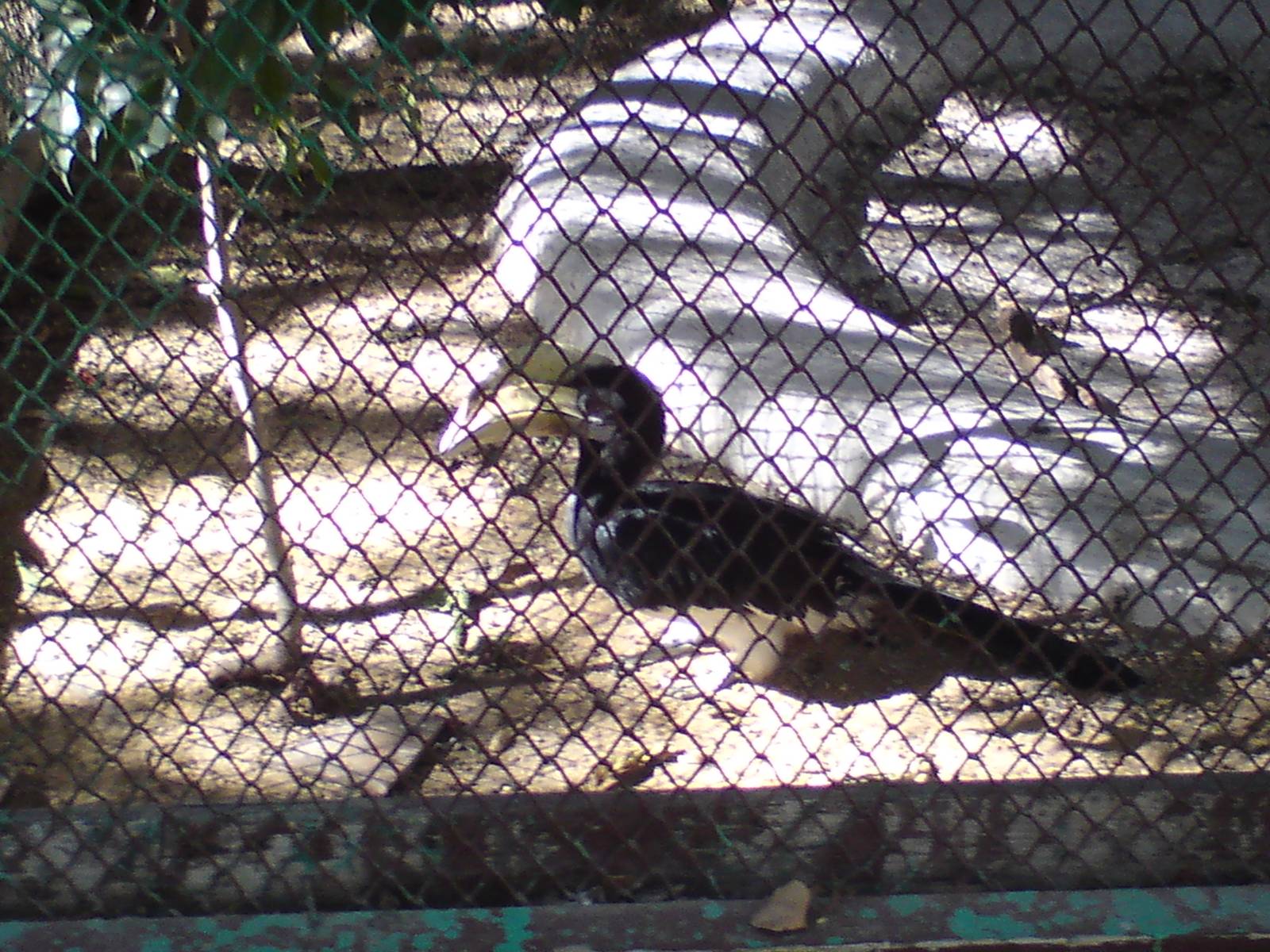 Malayan black hornbill