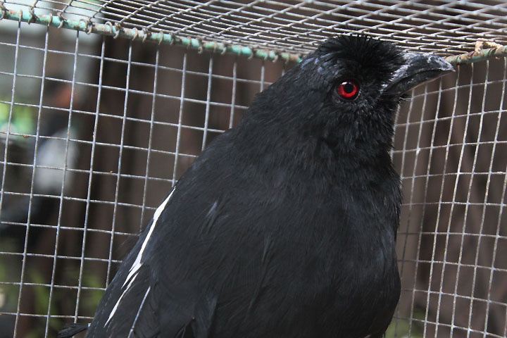 Malayan black magpie (Platysmurus leucopterus)