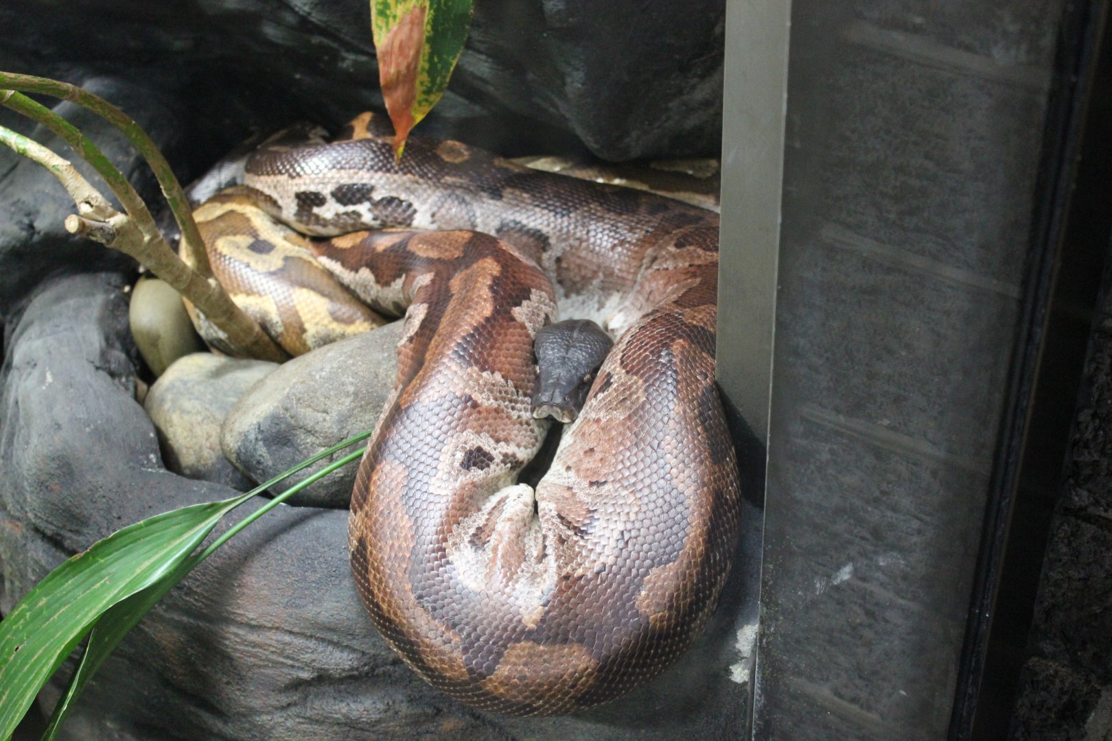 Malayan Blood Python (Python brongersmai)