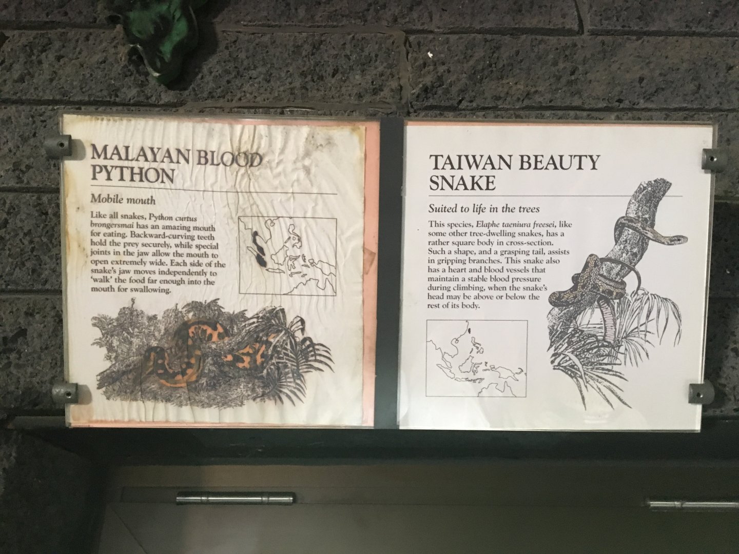 Malayan Blood Python & Taiwan Beauty Snake