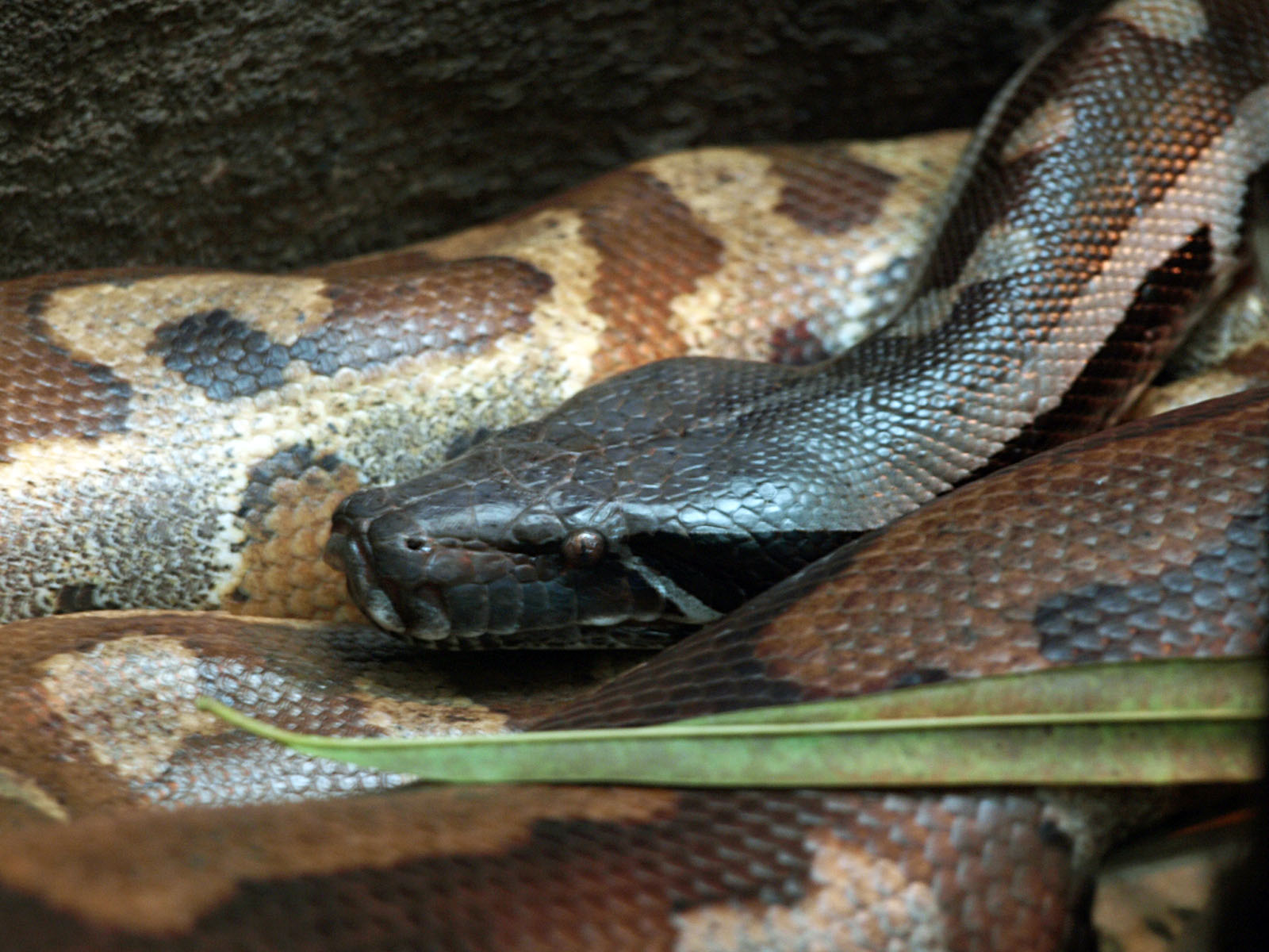 Malayan Blood python