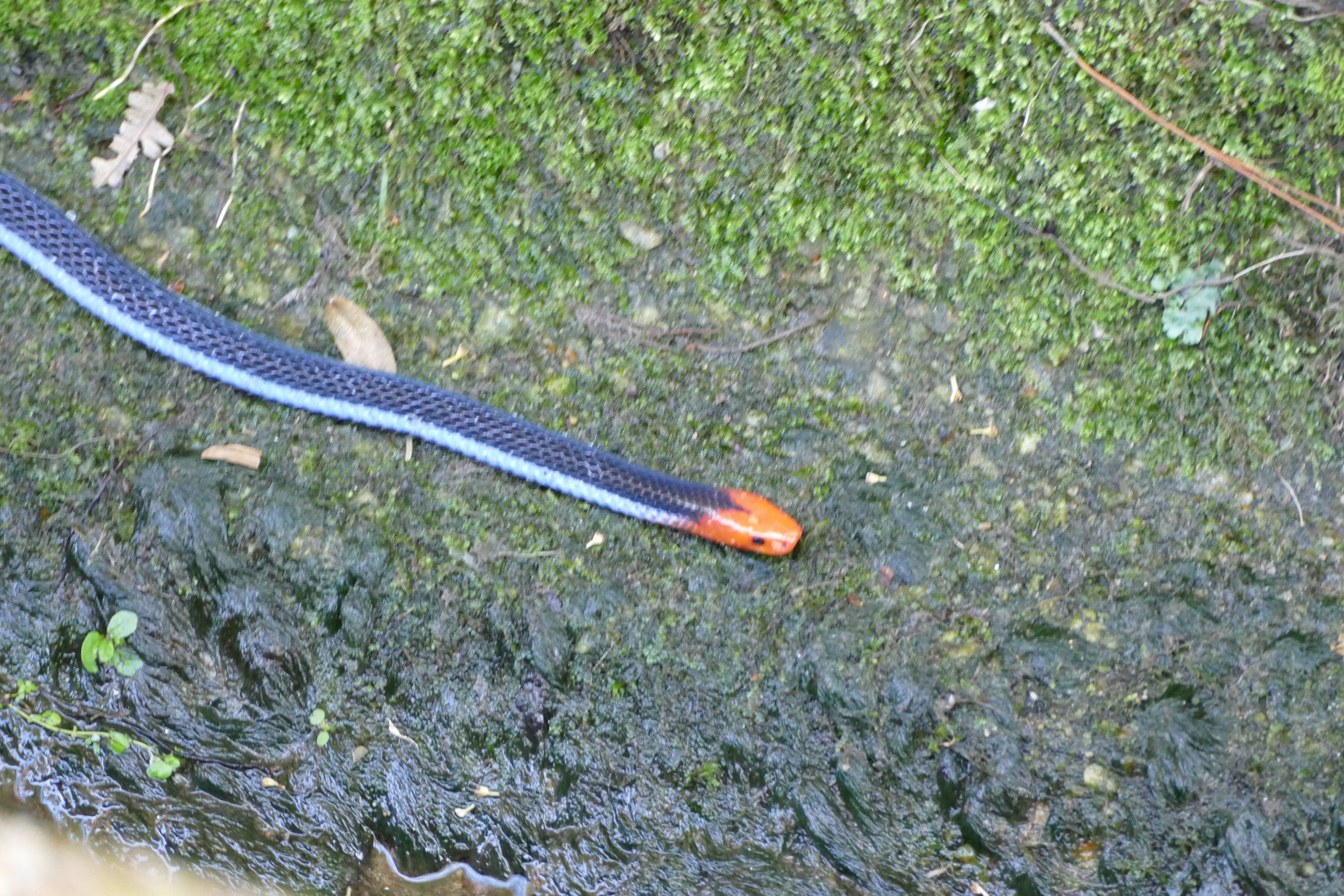 Malayan blue coral snake - Fraser's Hill