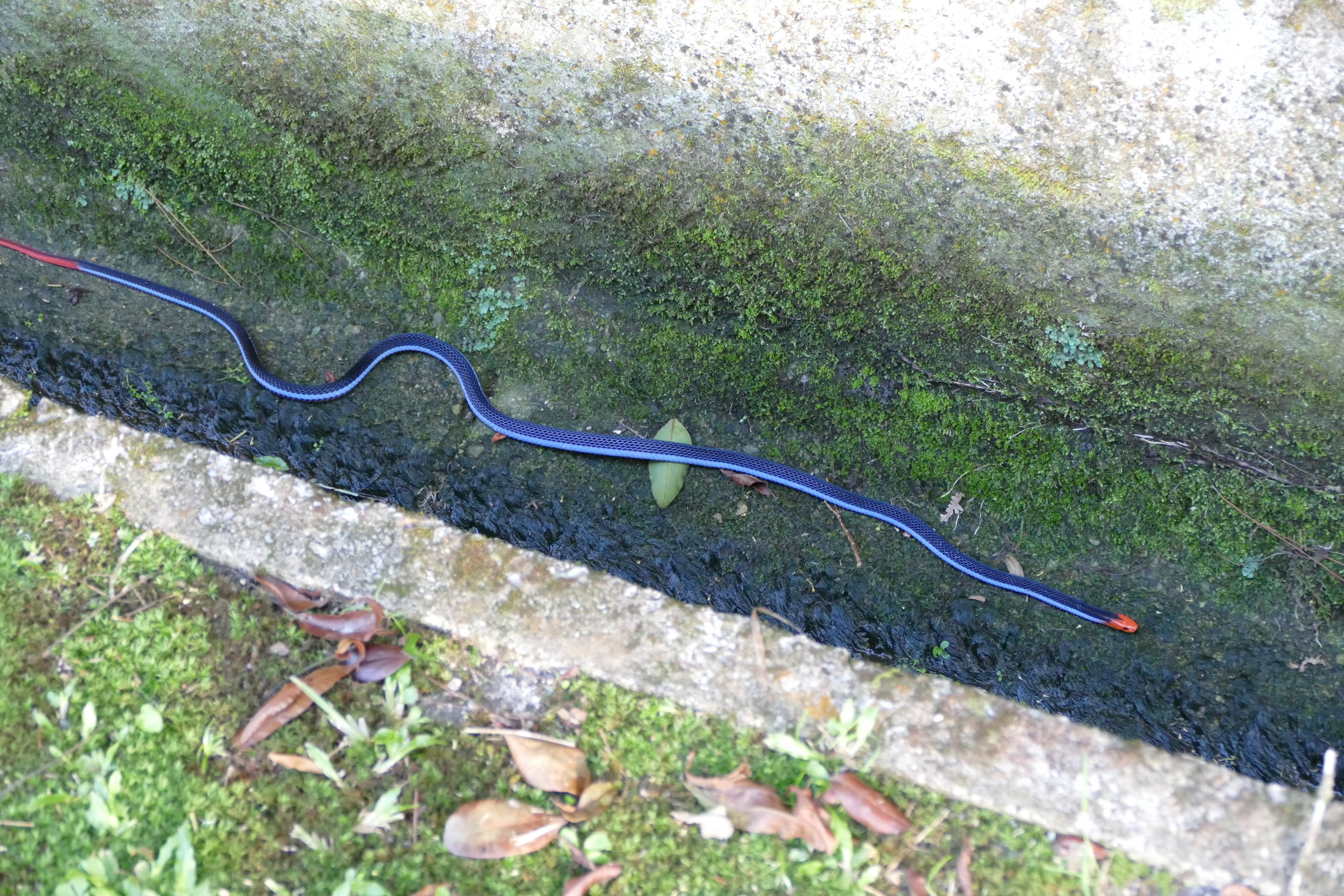 Malayan blue coral snake - Fraser's Hill