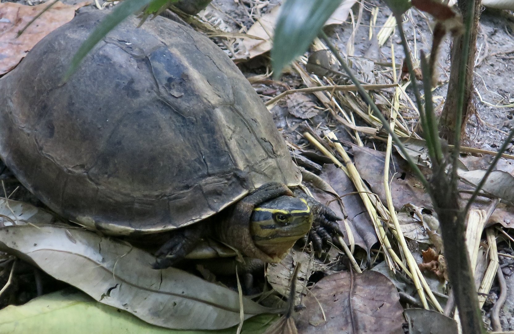 Malayan Box Turtle (Cuora amboinensis kamaroma)