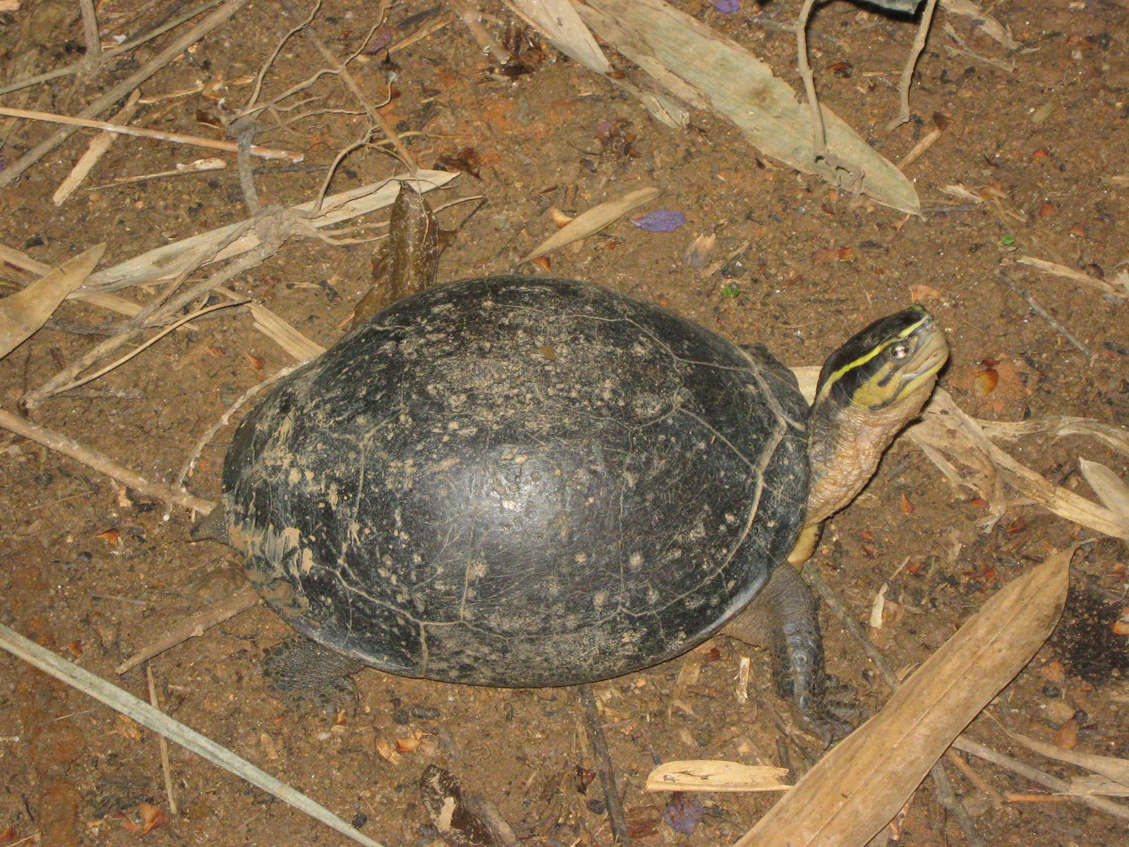 Malayan box turtle (Cuora amboinensis)