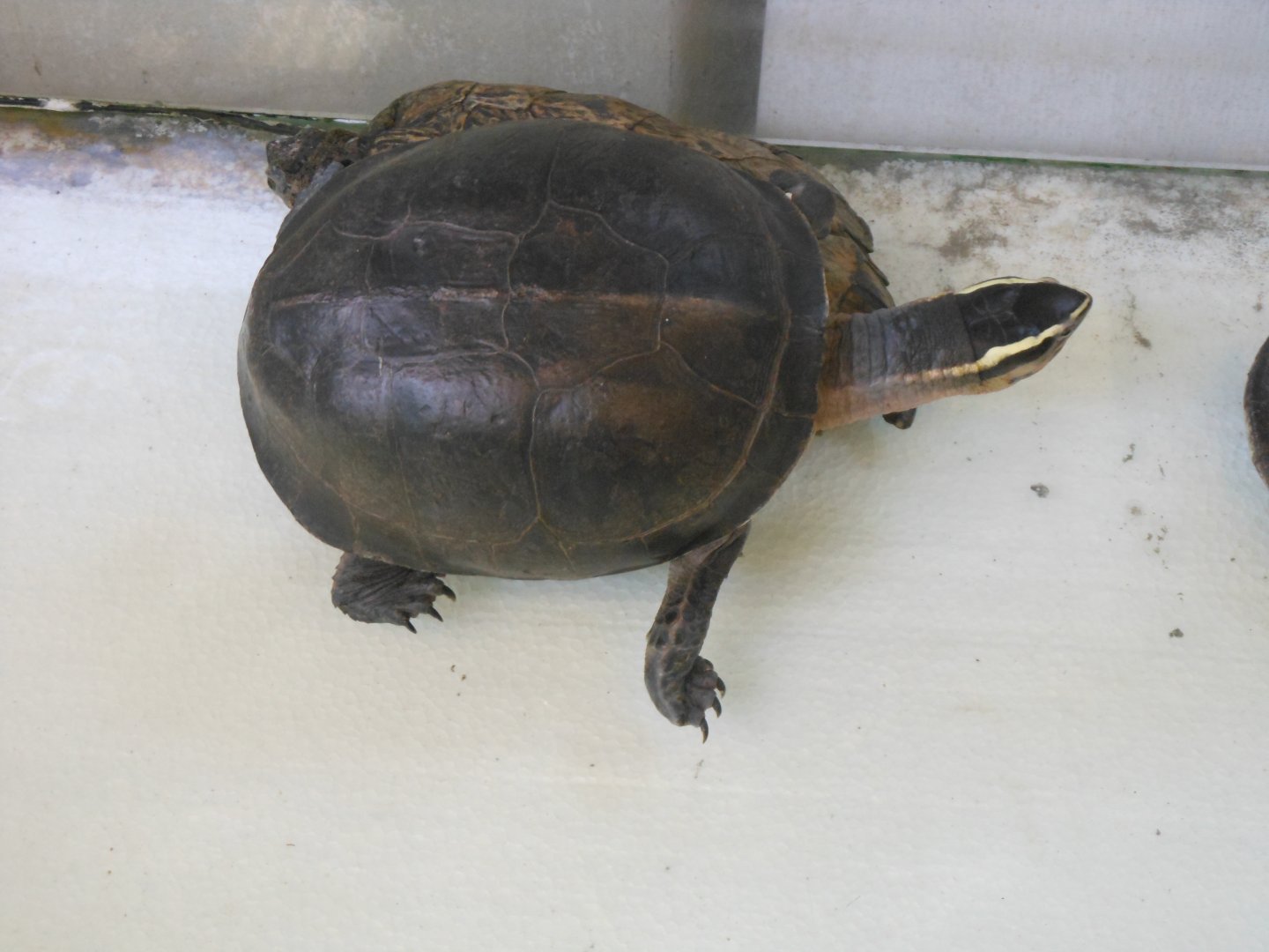 Malayan Box Turtle (Cuora amboinensis)