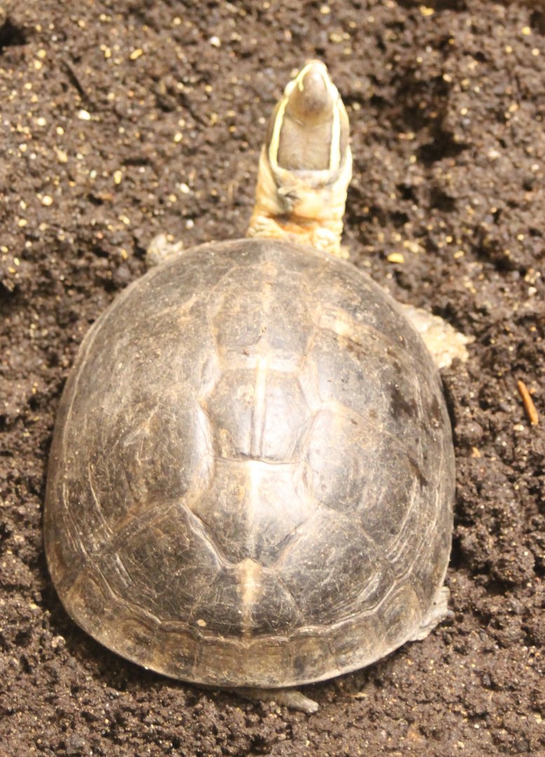 Malayan box turtle - Cuora amboniensis