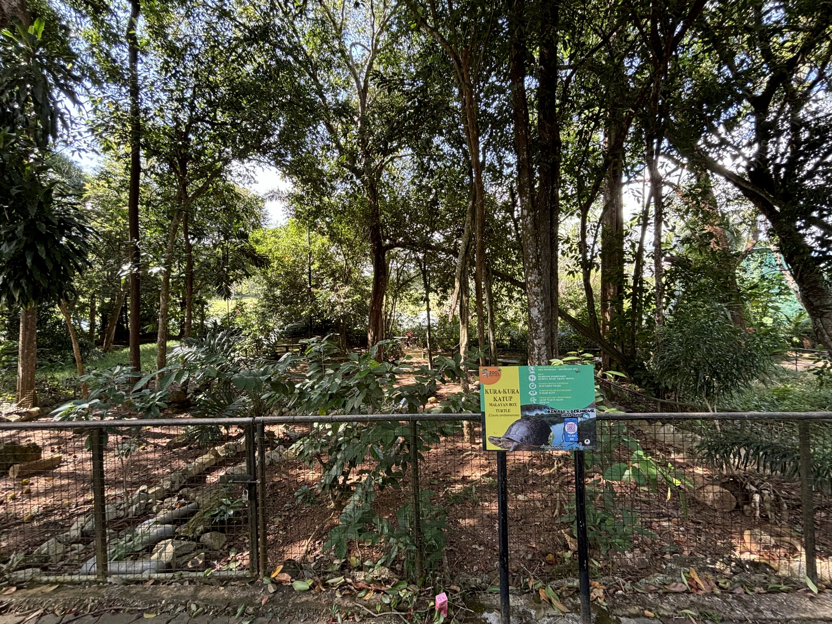 Malayan Box Turtle Exhibit
