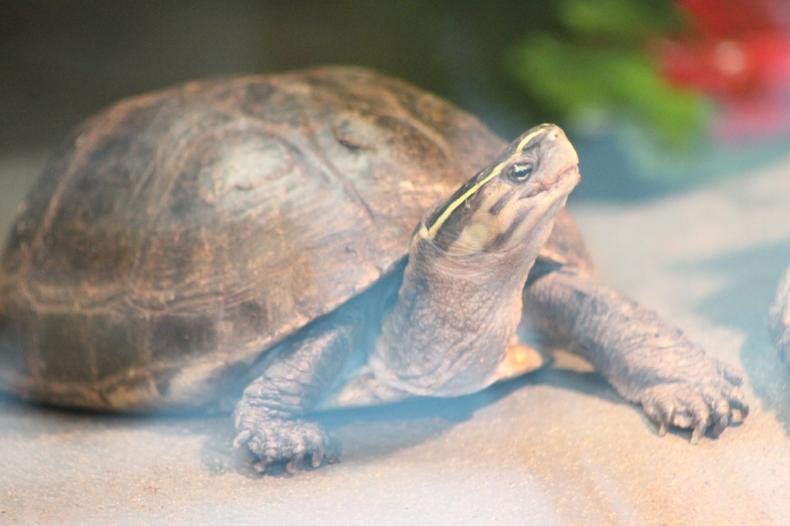 Malayan box turtle