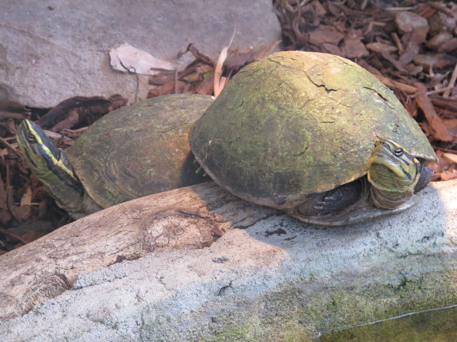 Malayan Box Turtles - Ti Point Reptile Park 2011