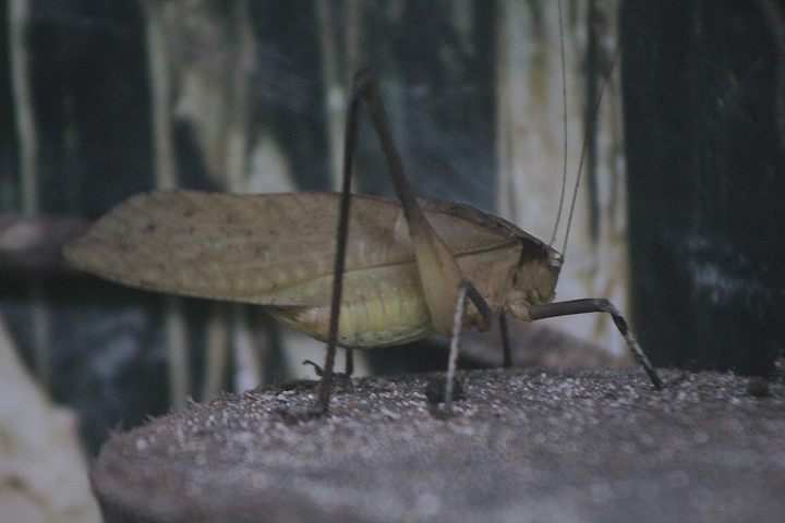 Malayan bush cricket (Mecopoda elongata) - Aviary Park