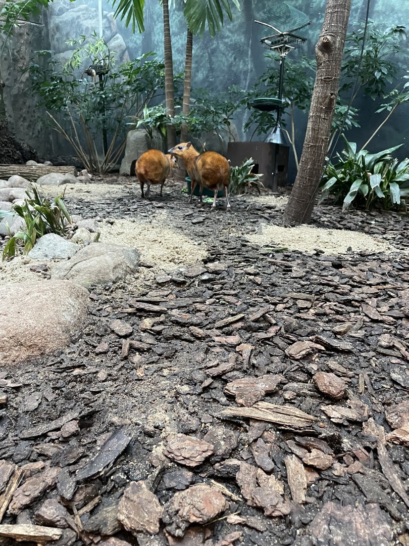 Malayan Chevrotain (10/7/23)