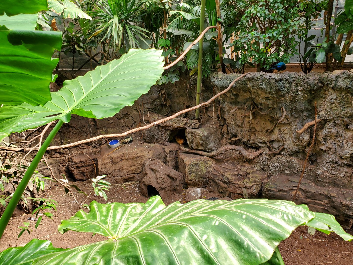 Malayan Chevrotain - August 2021