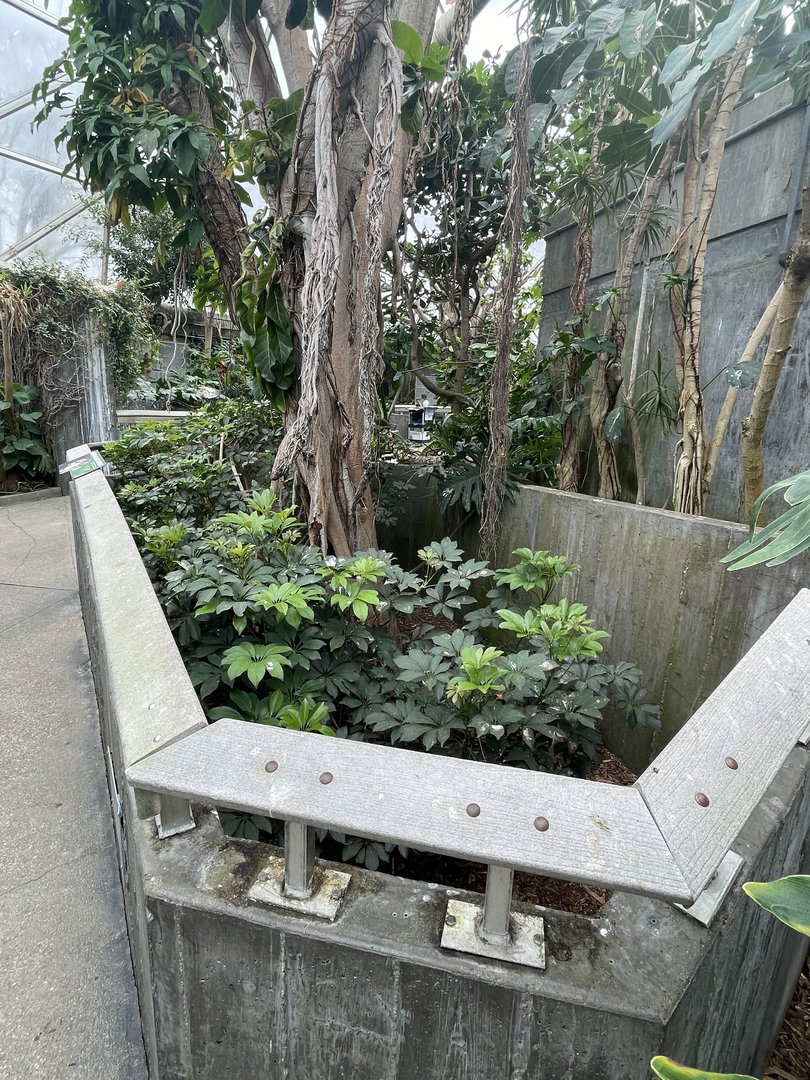 Malayan Chevrotain Exhibit #1