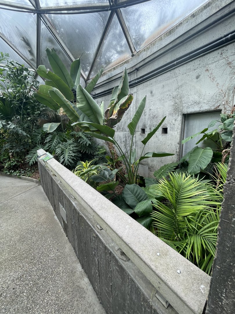 Malayan Chevrotain Exhibit #2