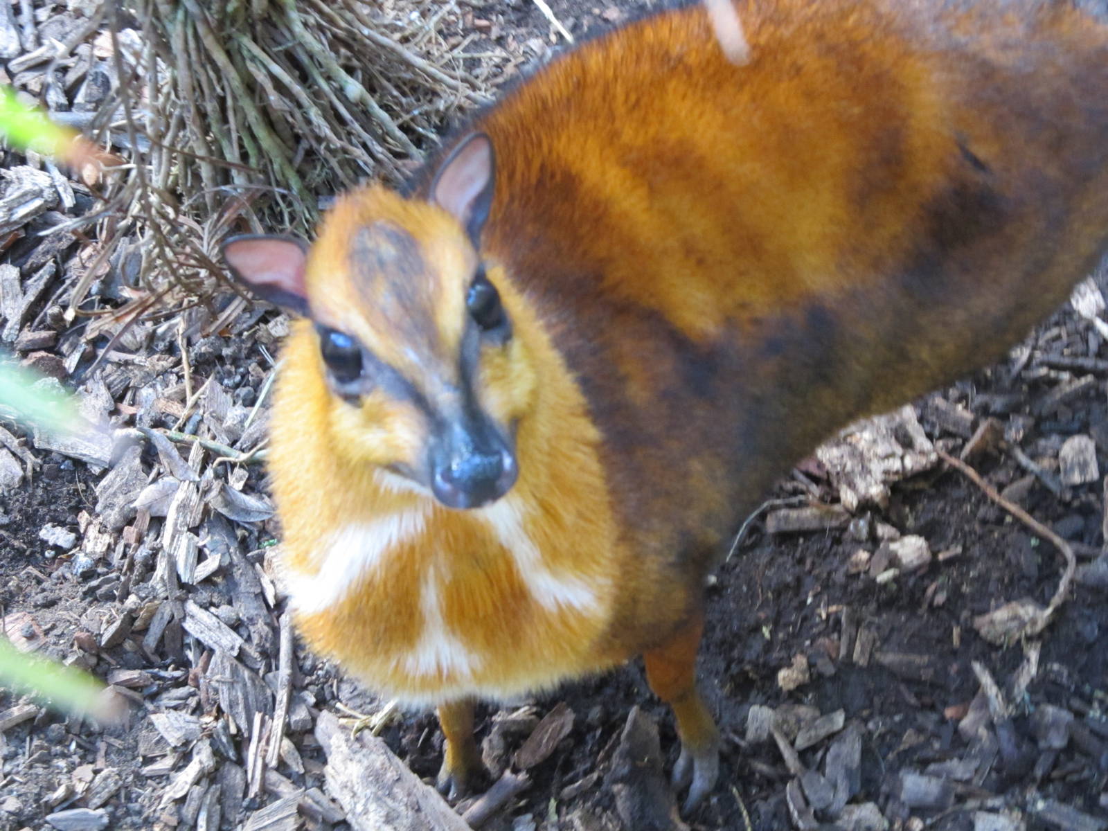 Malayan Chevrotain