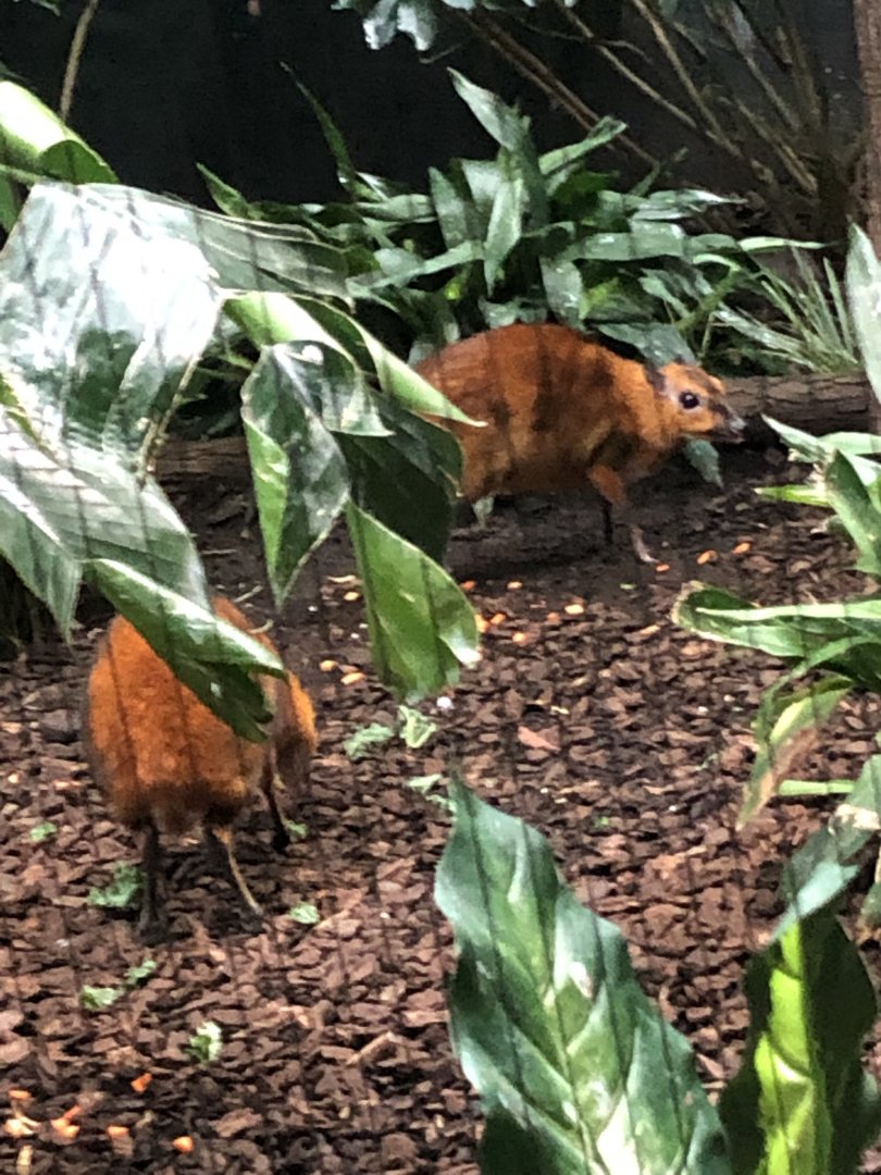 Malayan Chevrotain