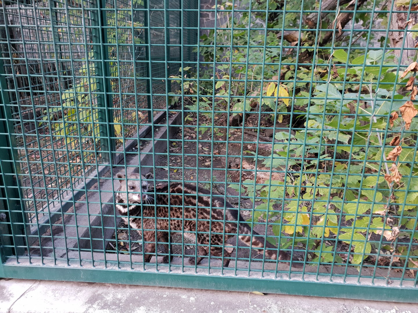 Malayan civet, 10.2018