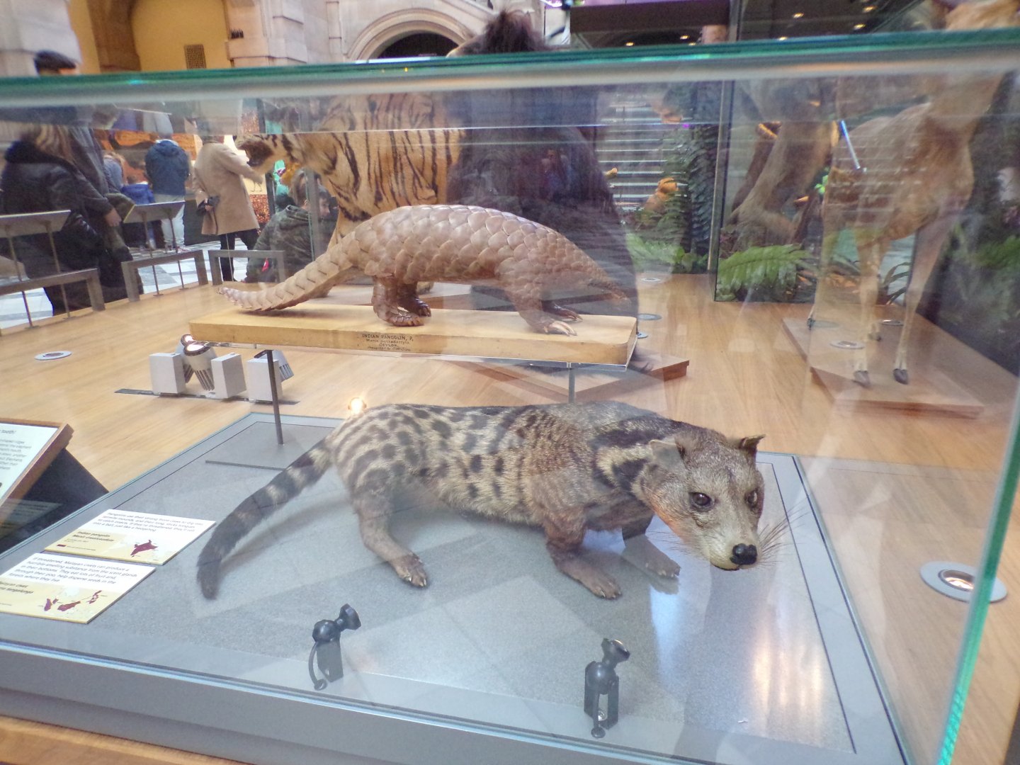 Malayan civet and pangolin (taken at Kelvingrove museum) 12.2.24