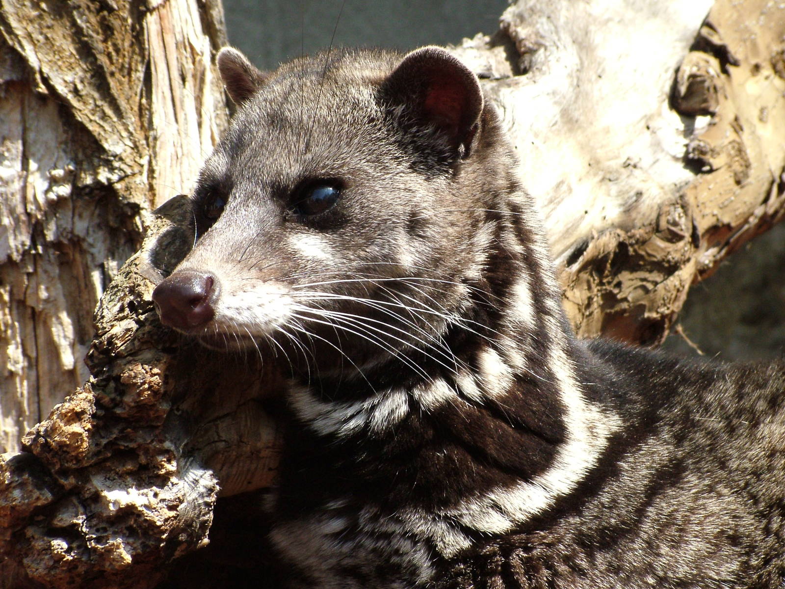 Malayan Civet at Rotterdam 10/05/09