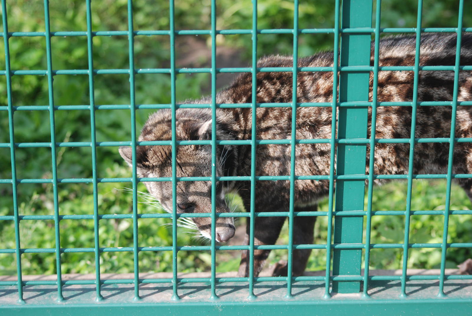 Malayan Civet at Tierpark Berlin, 01/09/11