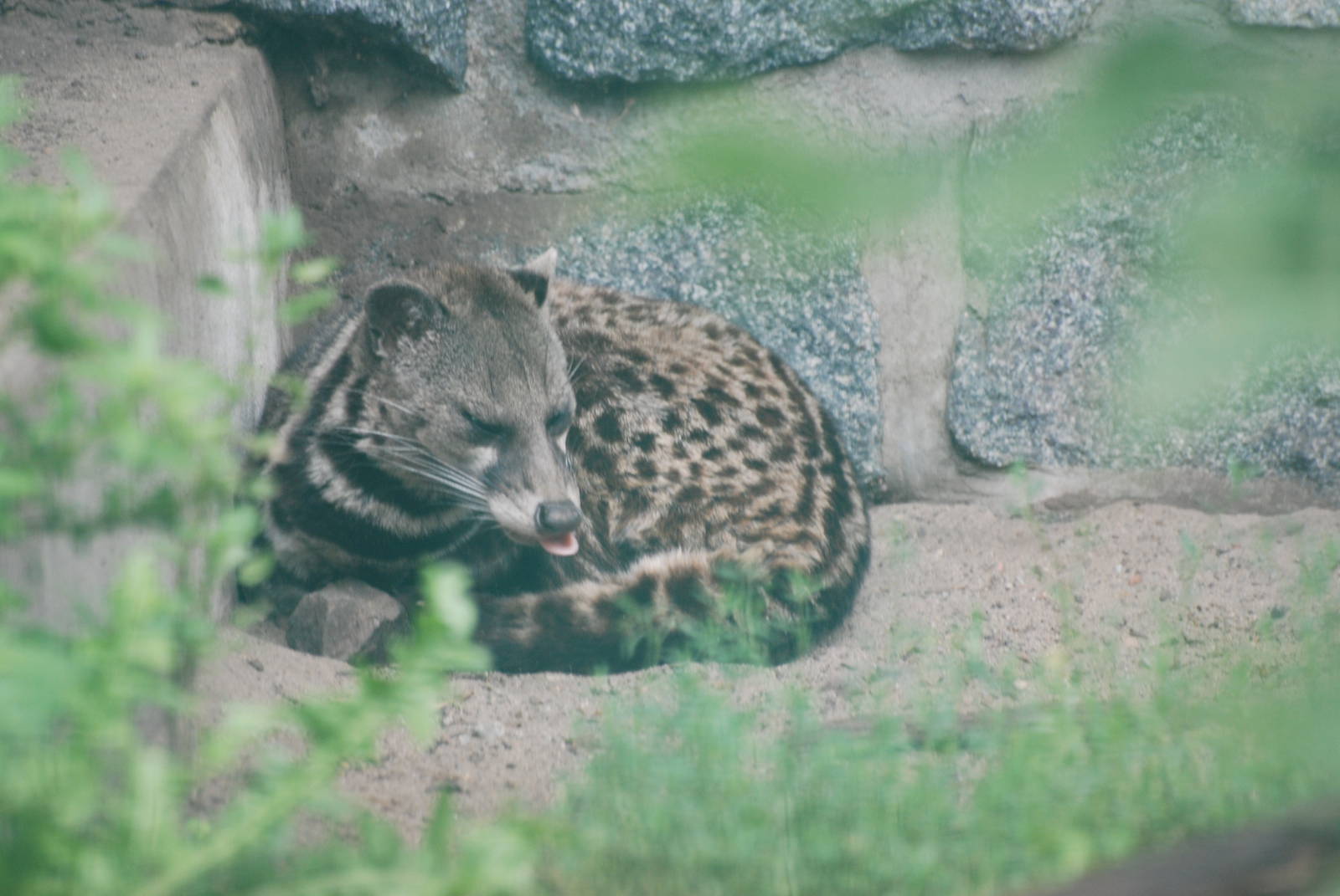 Malayan Civet at Tierpark Berlin, 30/08/11