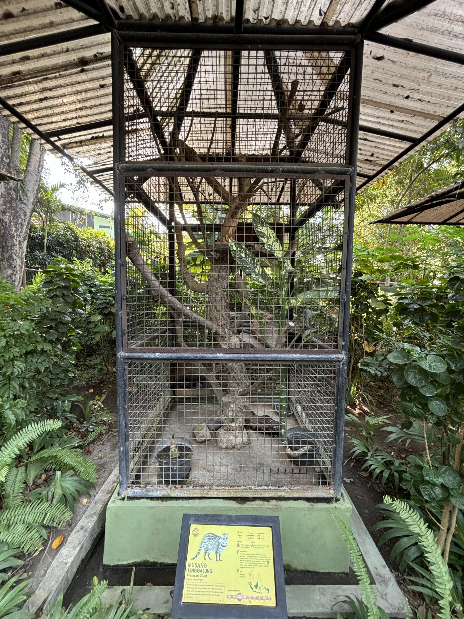 Malayan Civet Exhibit