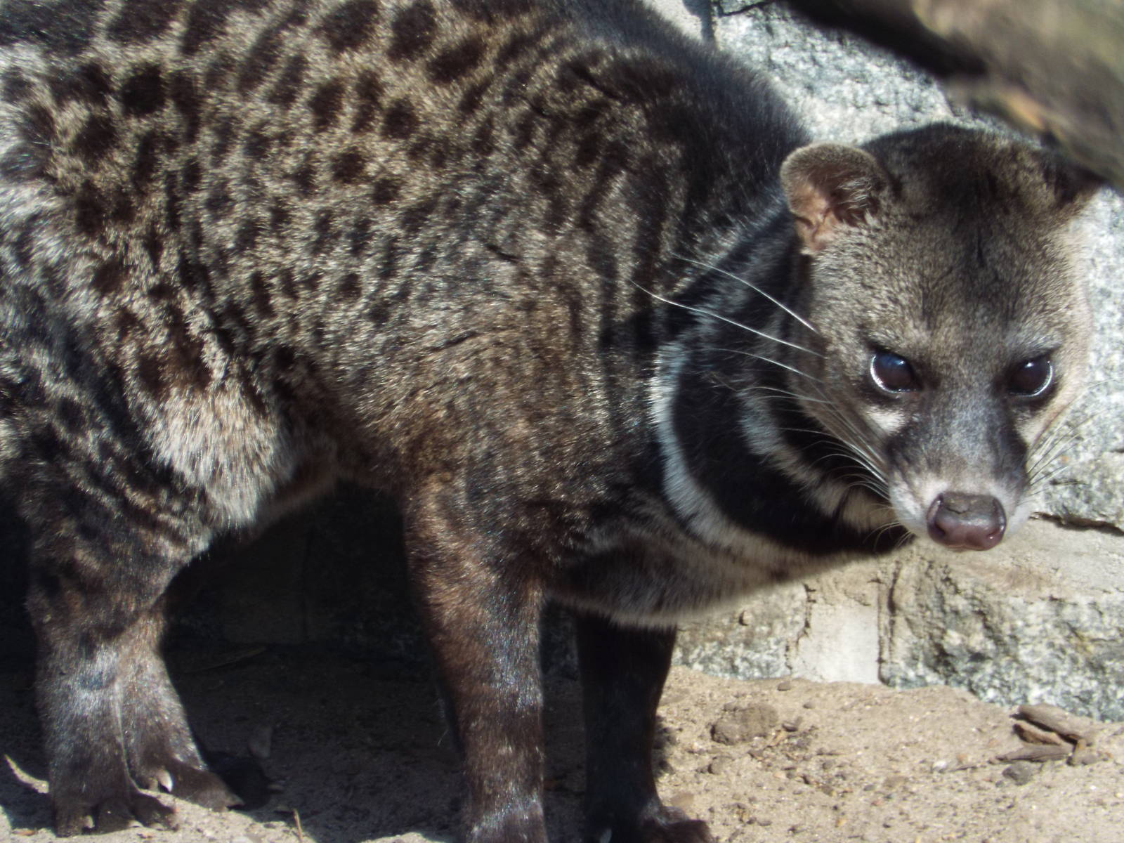 Malayan Civet (Viverra tangalunga tangalunga) at Tierpark Berlin - 3 April