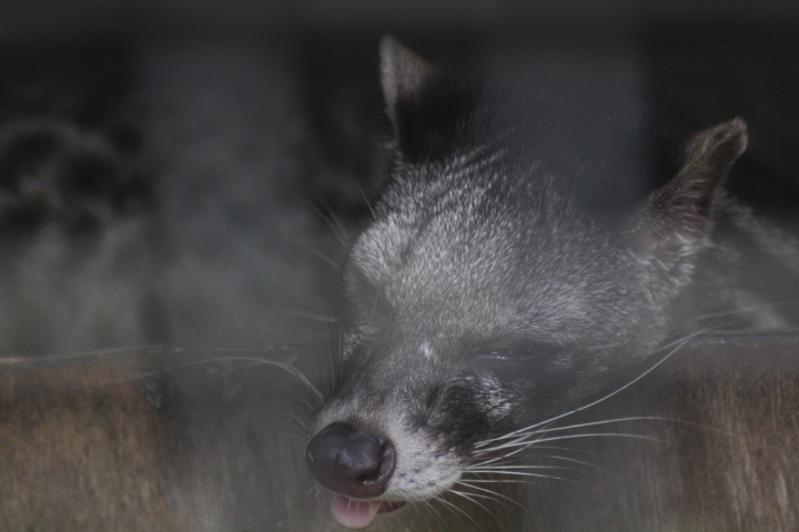 Malayan civet (Viverra tangalunga tangalunga)