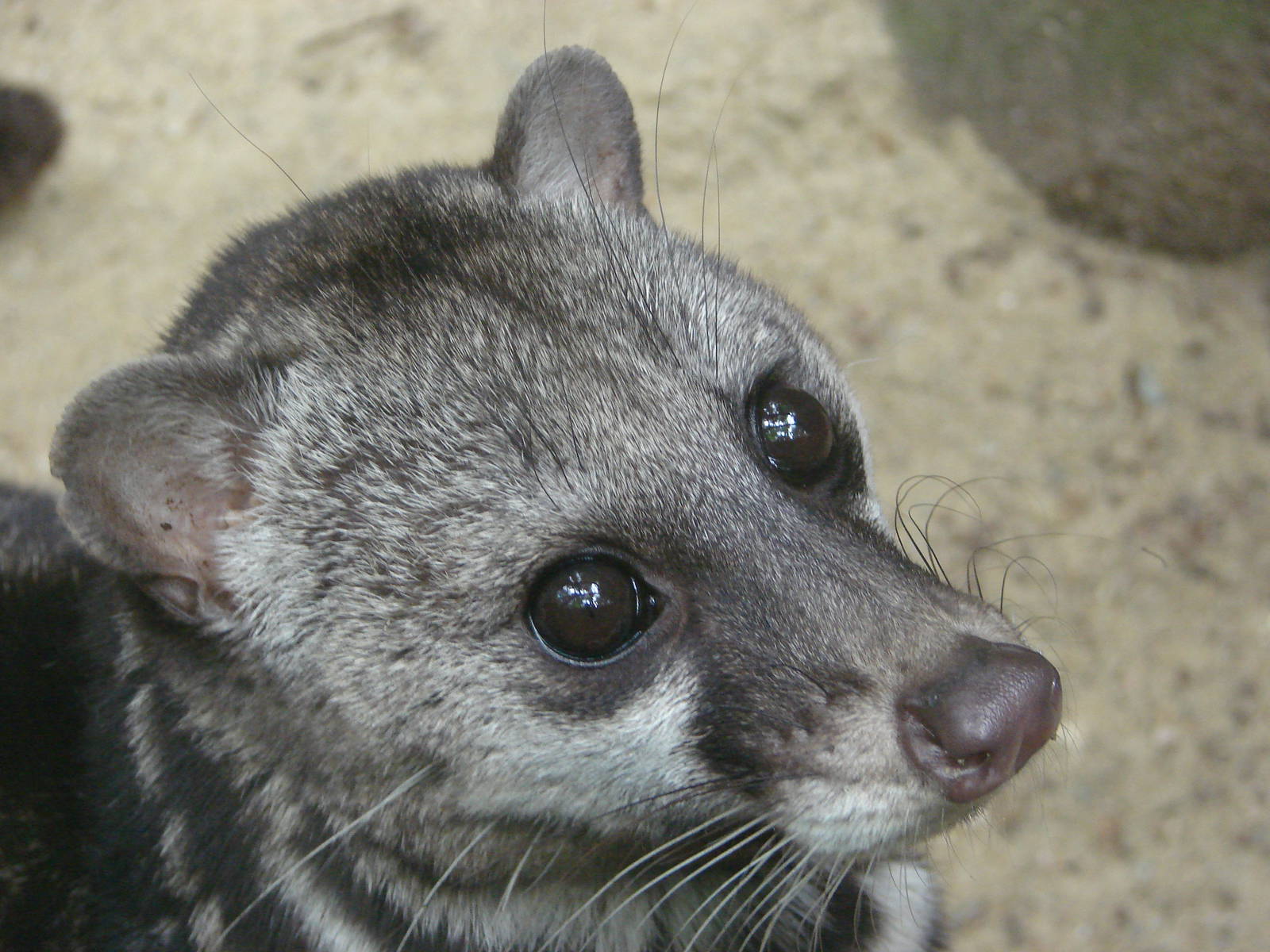Malayan civet (Viverra tangalunga)