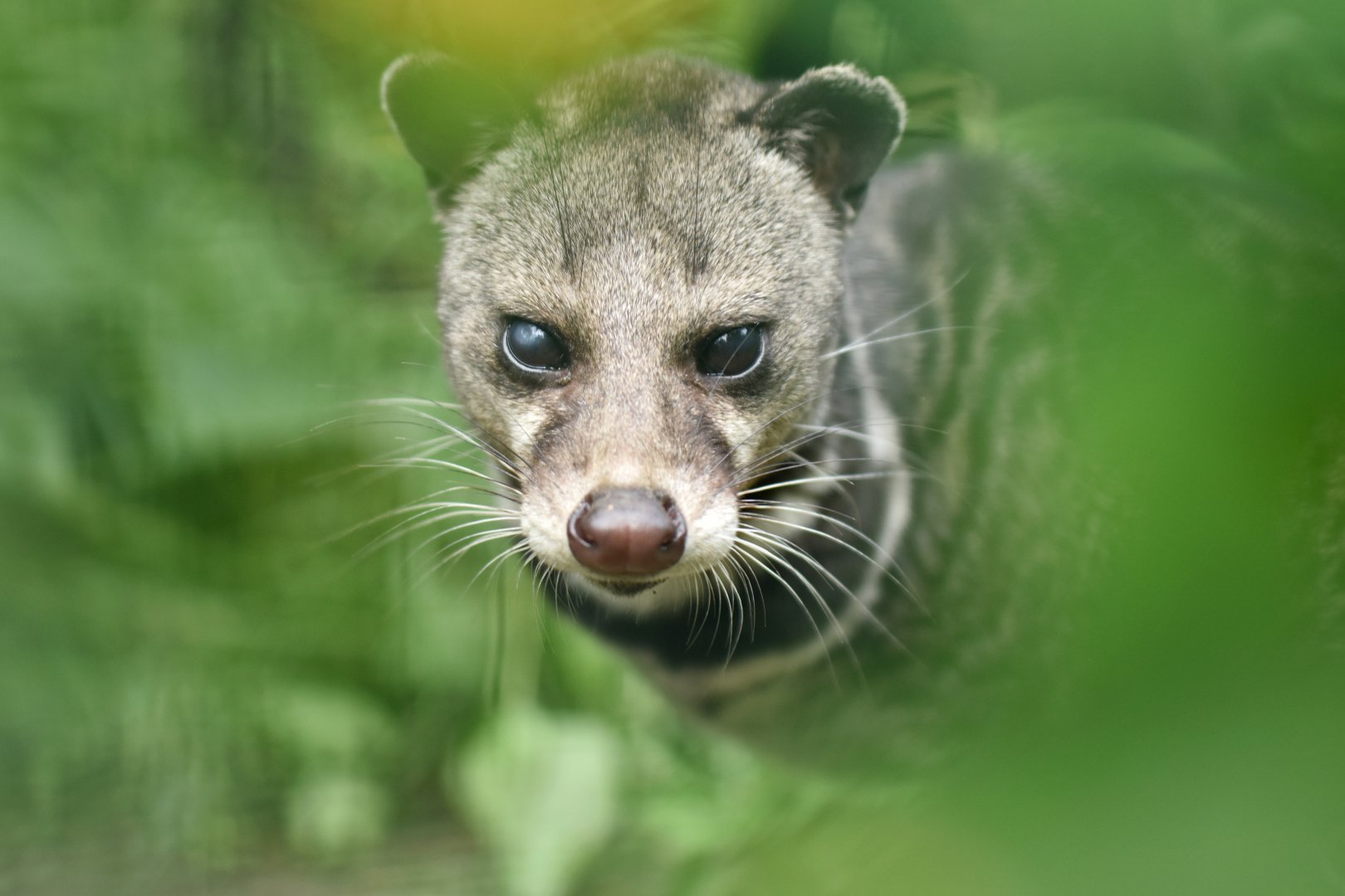 Malayan civet (Viverra tangalunga)