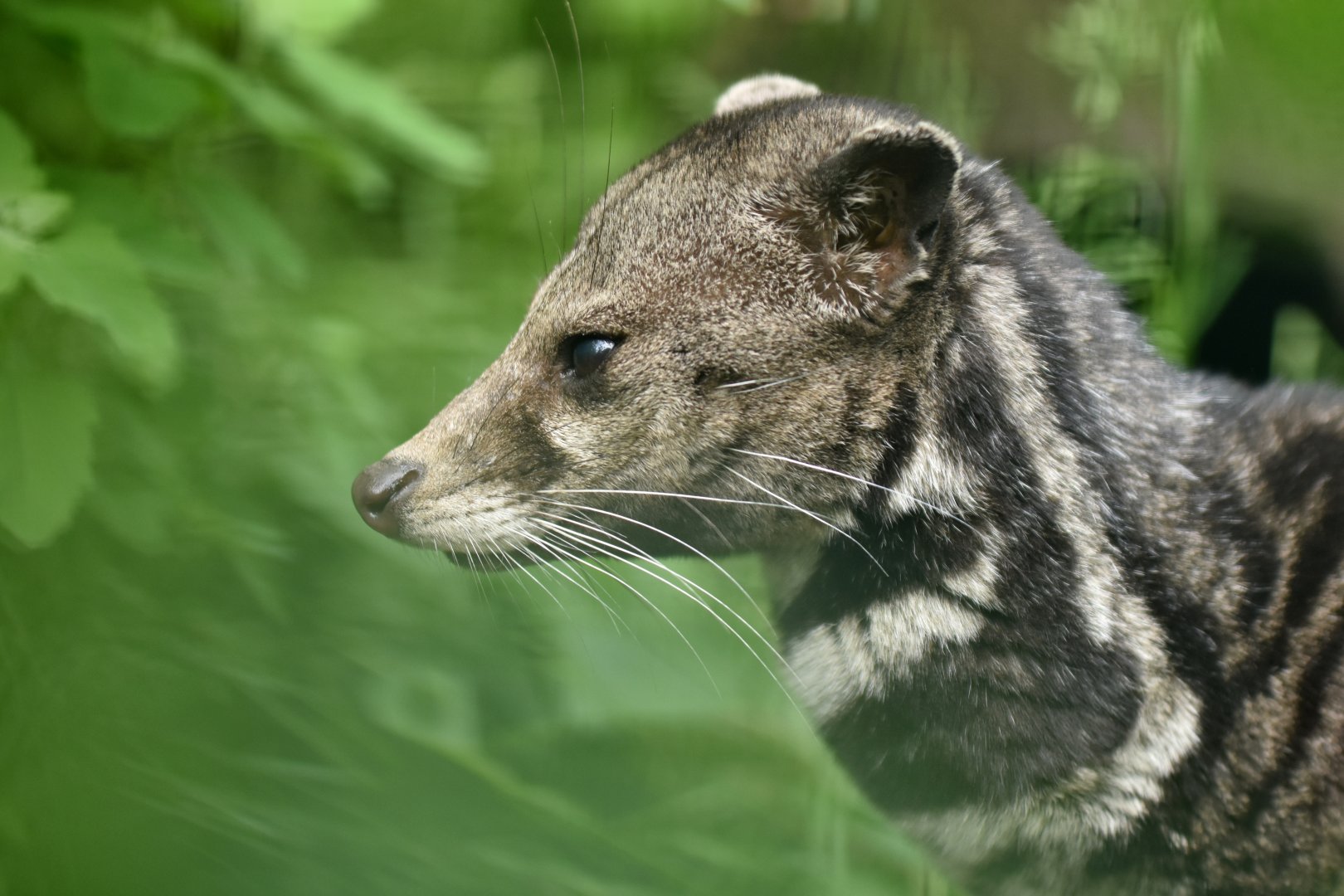 Malayan civet (Viverra tangalunga)