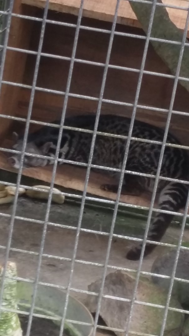 Malayan civet (Viverra tangalunga)