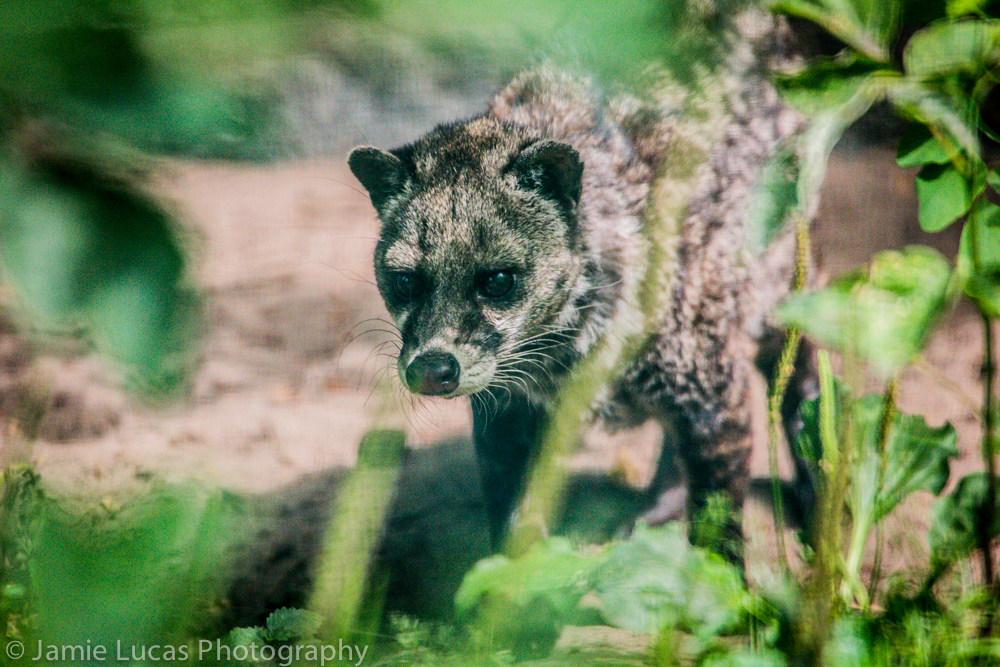 Malayan Civet