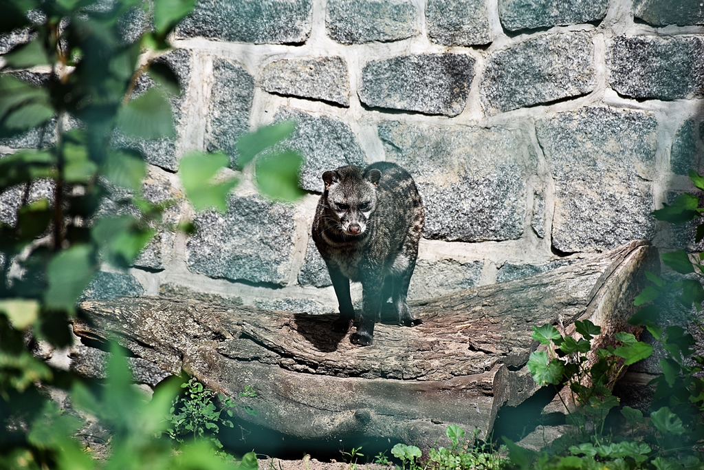 Malayan civet