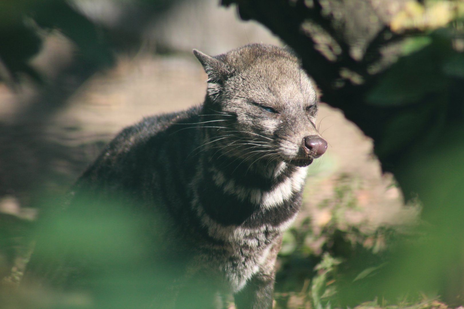 Malayan Civet