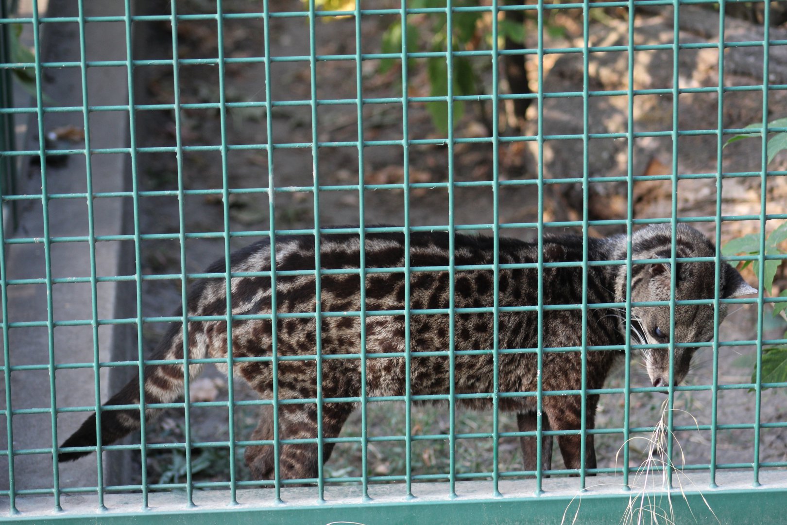 Malayan Civet