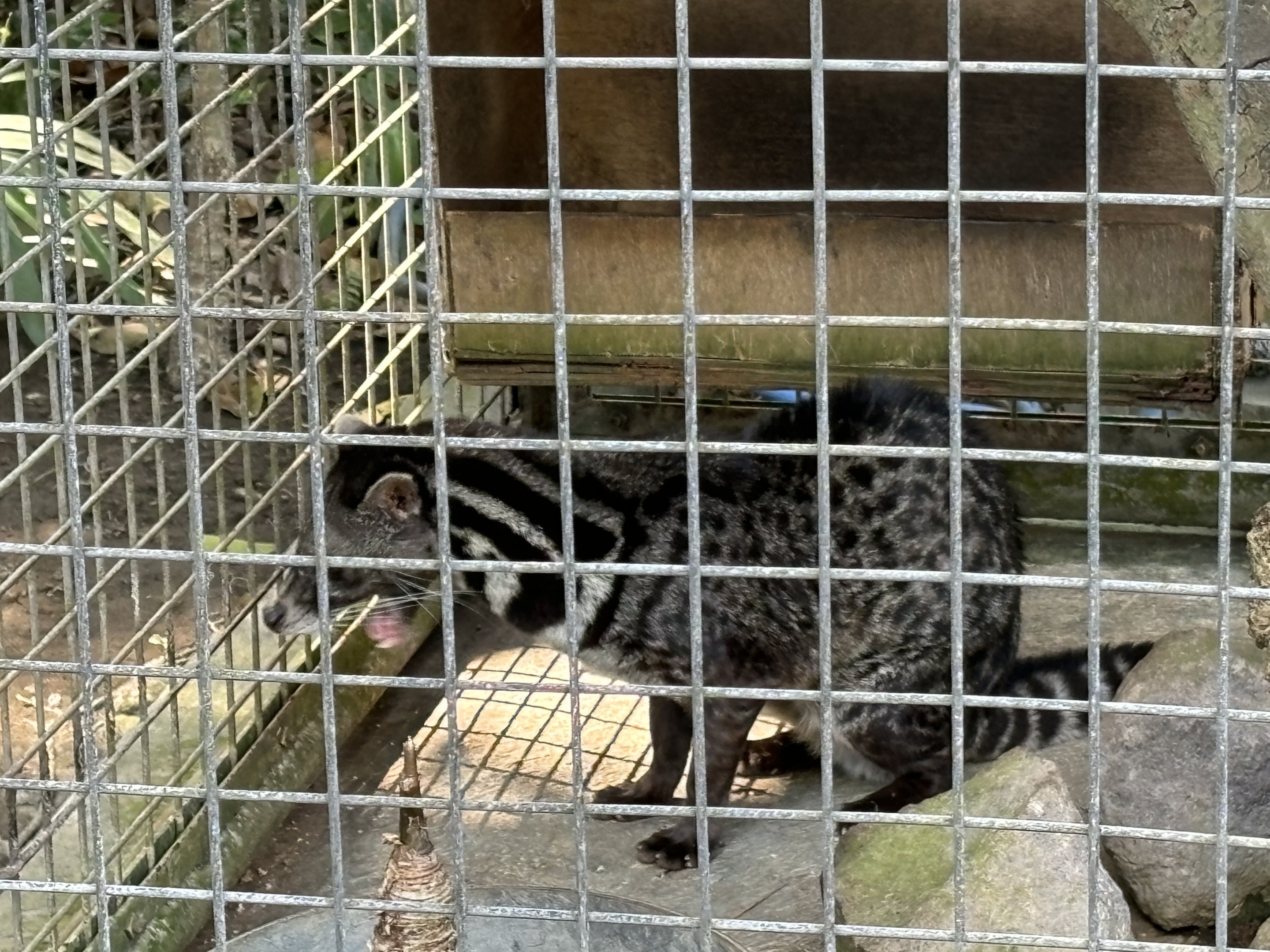 Malayan Civet