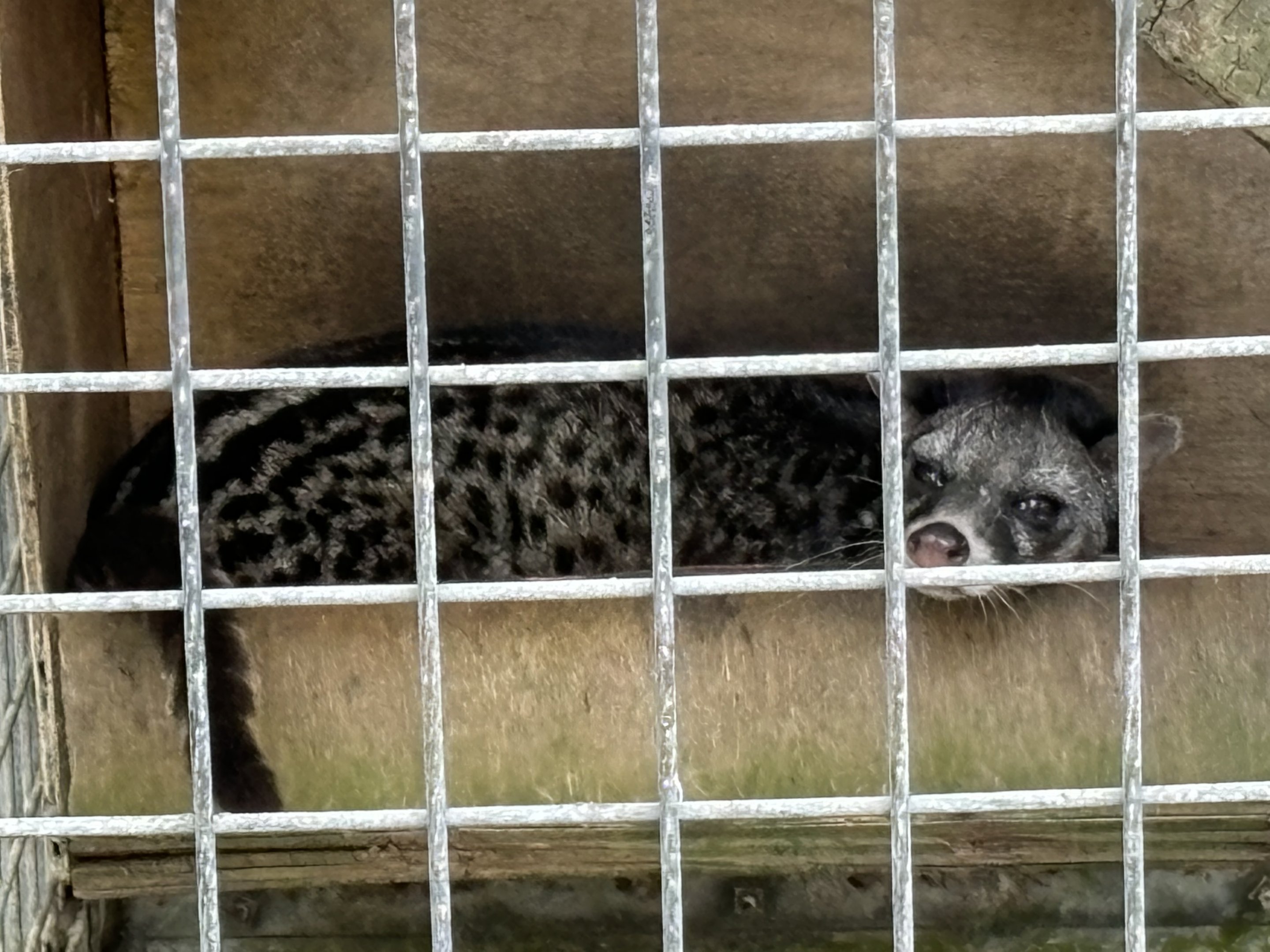 Malayan Civet