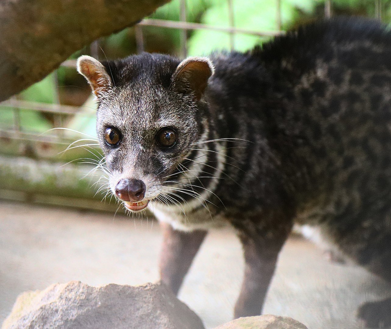 Malayan civet