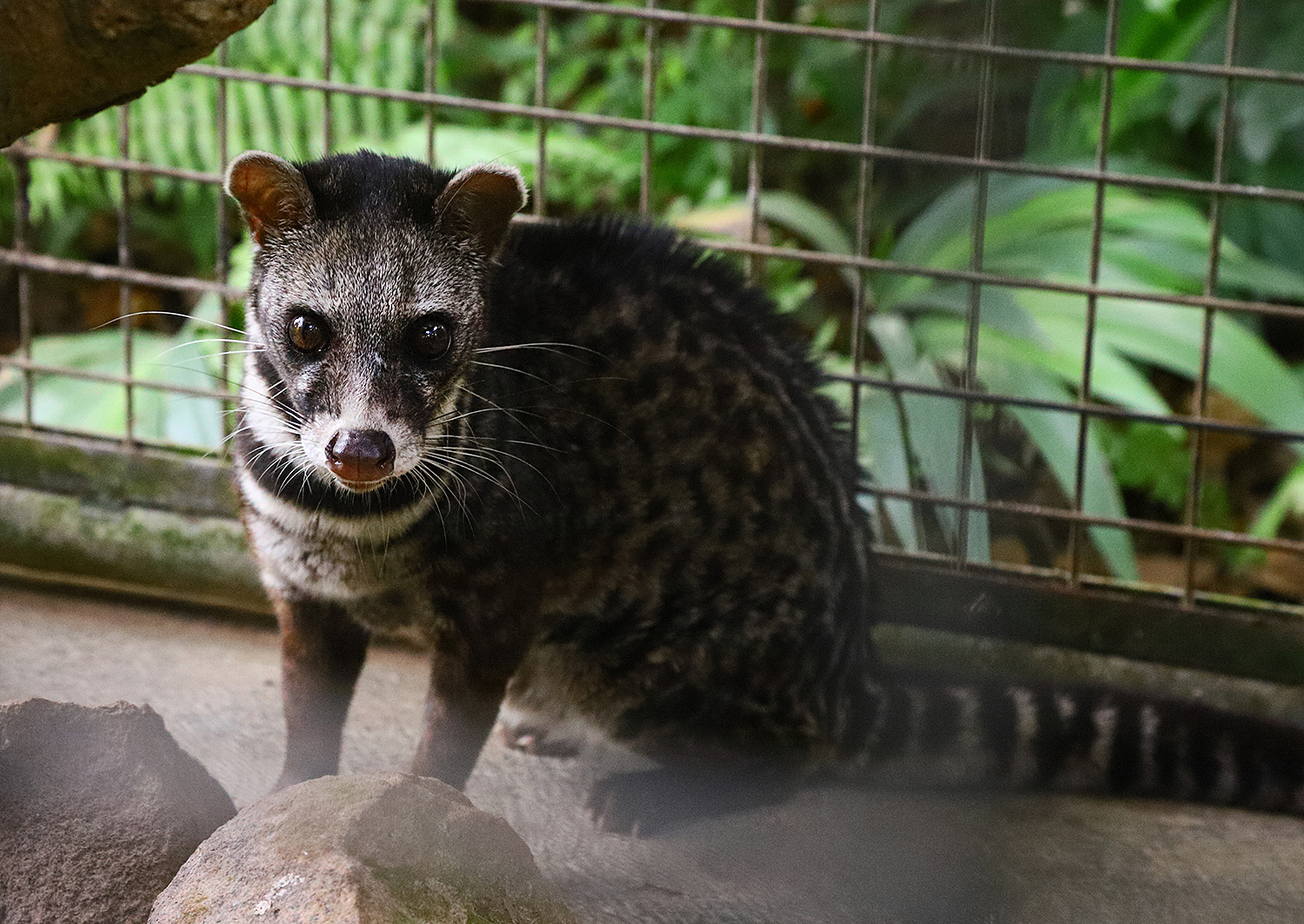 Malayan civet