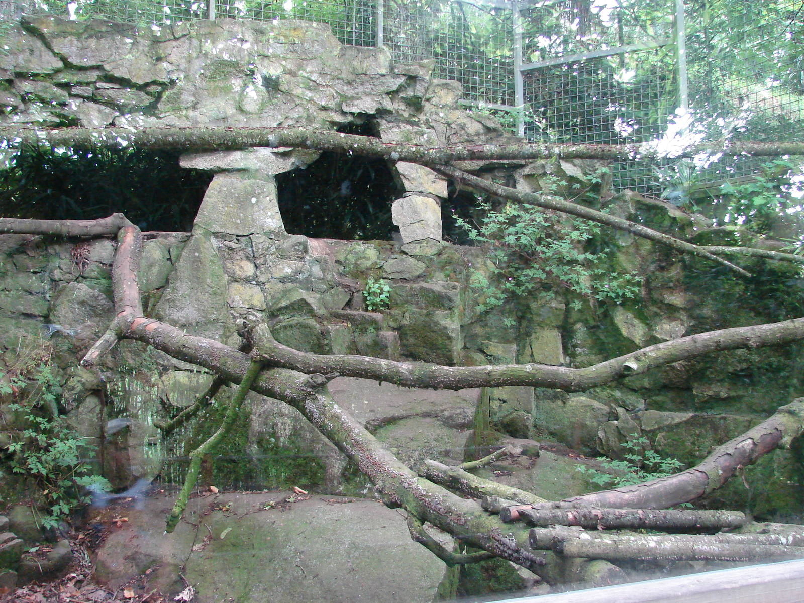 Malayan civets exhibit