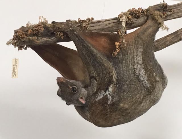 Malayan colugo (Cynocephalus variegatus peninsulae)