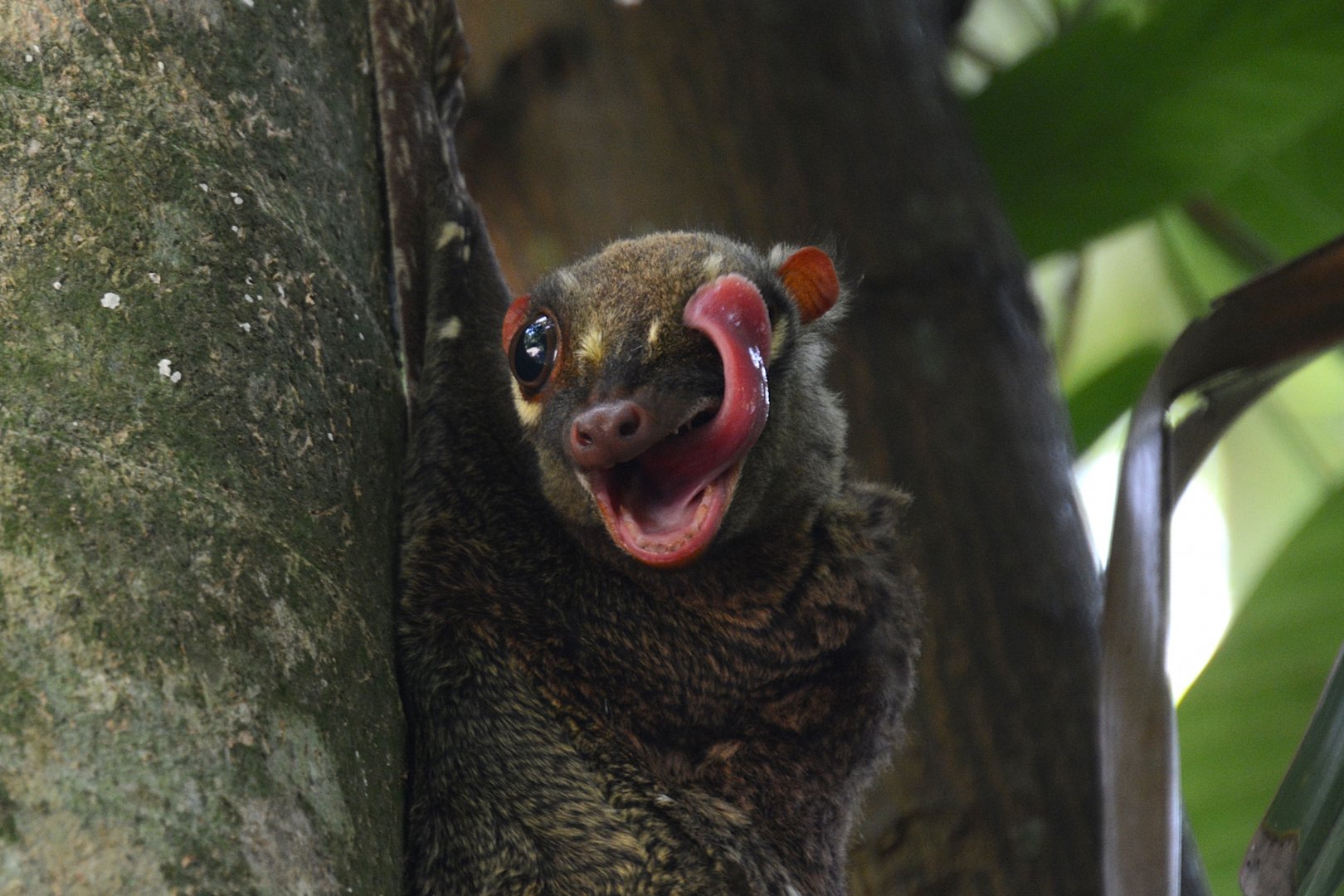Malayan colugo (Cynocephalus variegatus peninsulae)