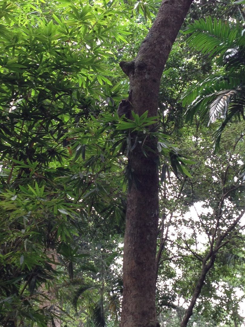 Malayan Colugo (Galeopterus variegatus) - wild