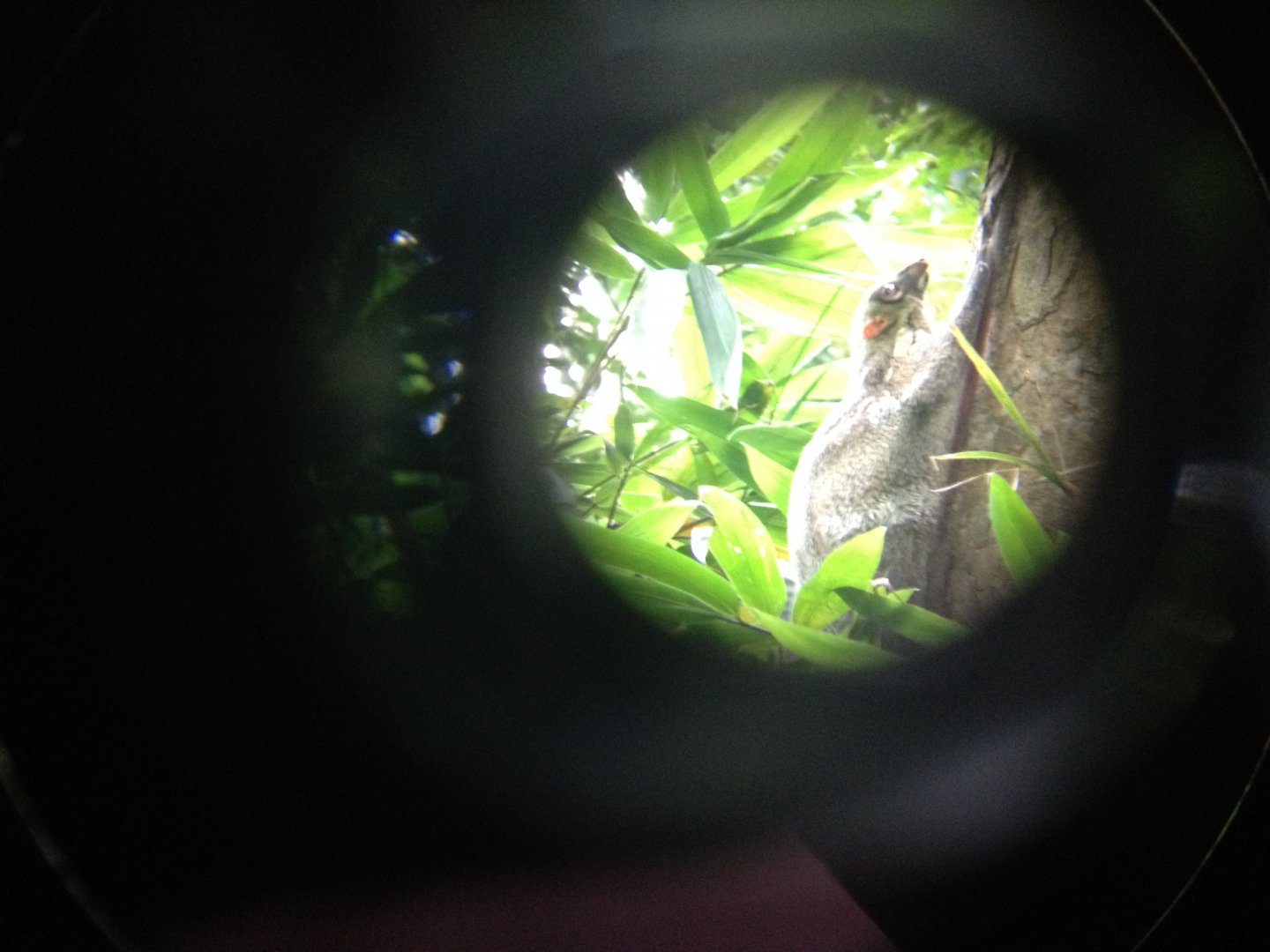 Malayan Colugo (Galeopterus variegatus) - wild