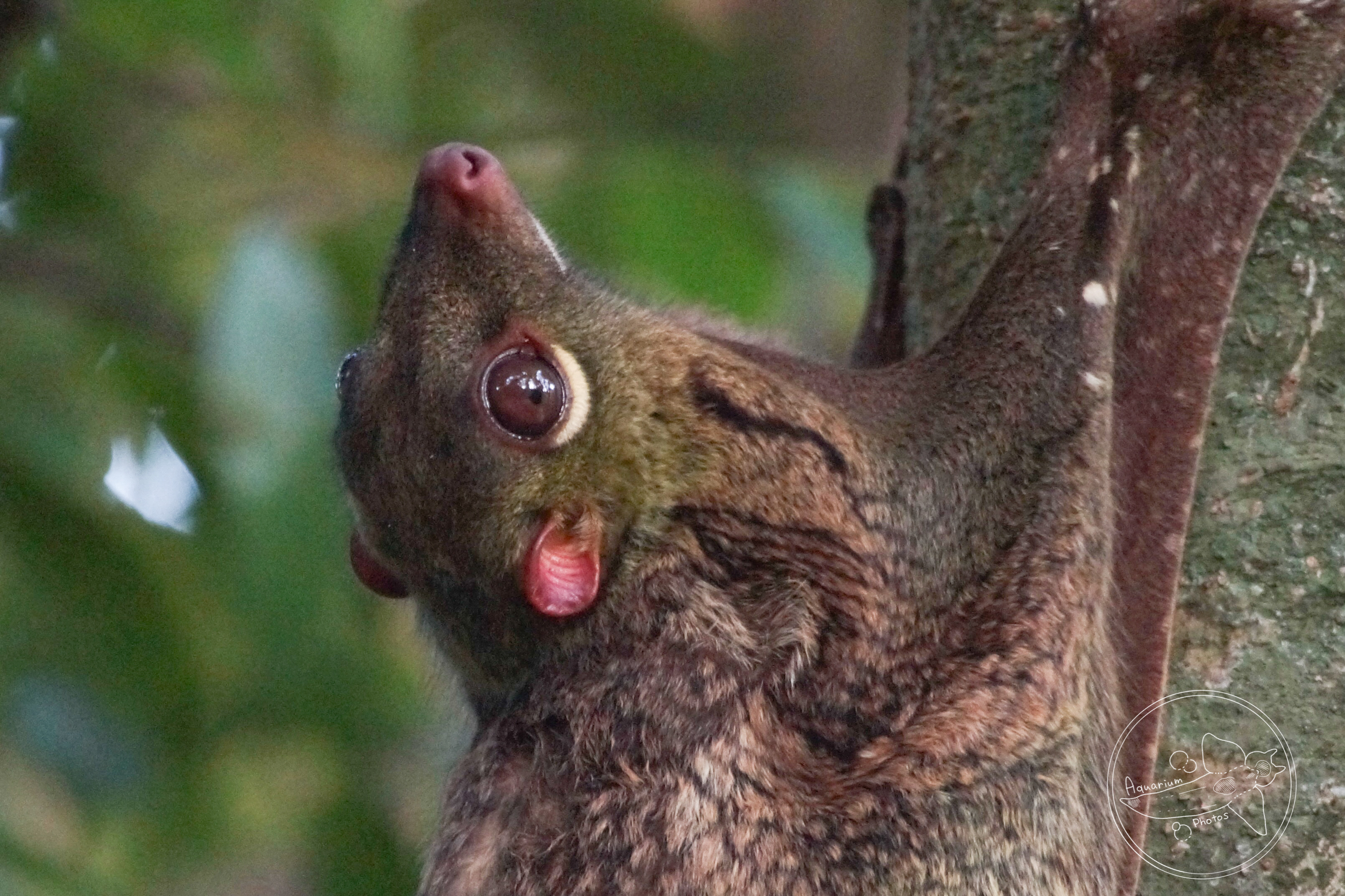 Malayan Colugo (Galeopterus variegatus)